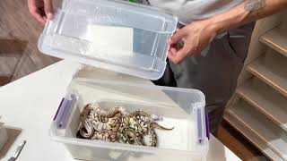 Clutch #5 have all shed out. Also Clutch #3 burned ball pythons that survived update!