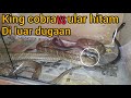 PERKEL4HIAN KING COBRA VS ULAR HITAM MAMBA KW,DI LUAR DUGAAN