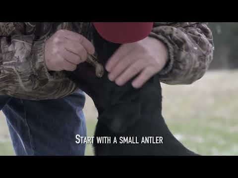 Shed Dog Training  Introduction to Antlers