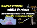 mRNA Vaccines - Layman’s version (Pfizer/Moderna COVID-19 vaccines), plus some FAQs, Animation.