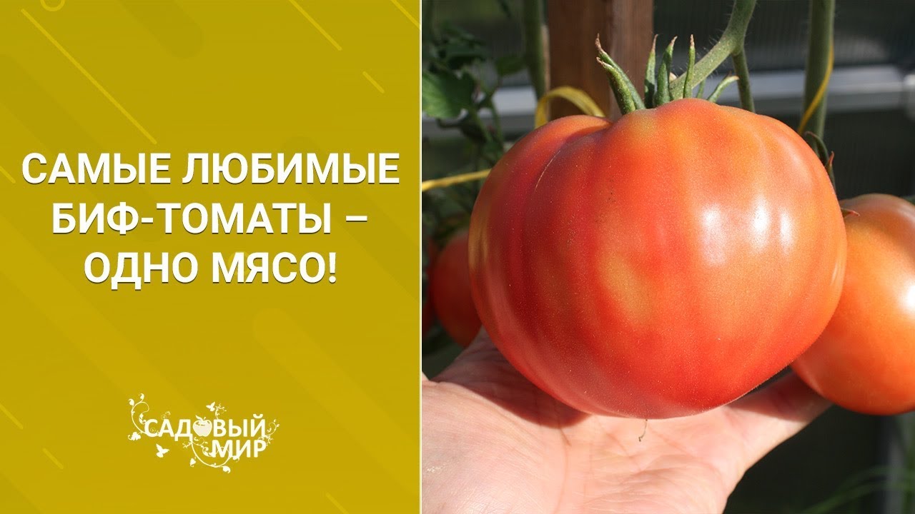 Самые любимые Биф томаты – одно мясо!