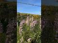 Lupine