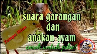 suara pikat garangan dan anakan ayam jernih durasi panjang