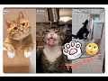 Funniest Cat 😬Funniest compilation--6 Otc 2020