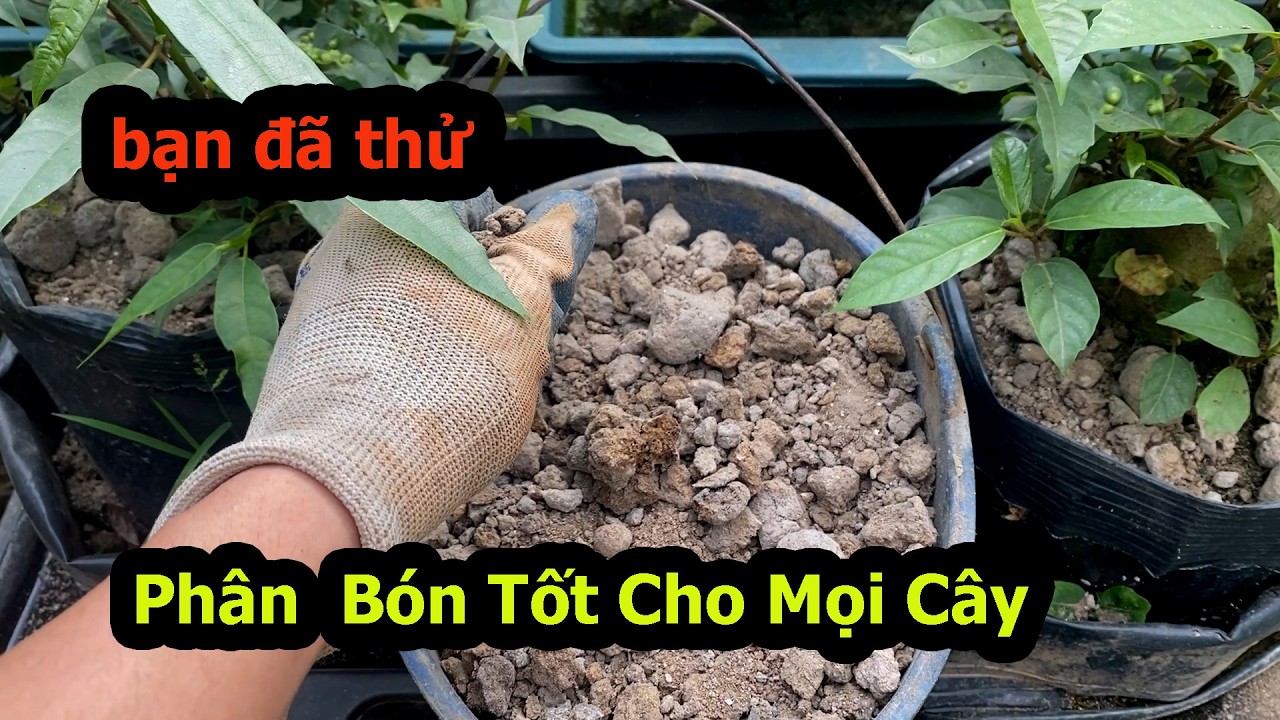 Phân Bón Cho Mọi Cây Bonsai Tốt Nhất Cho Cây Sung MÀ Giá Thành Rẻ Nhất MÀ Rất Ít Người bán
