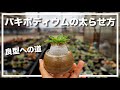 パキポディウムを形良く、太く育てる方法【 グラキリス、エニグマティクム、ホロンベンセなど 】