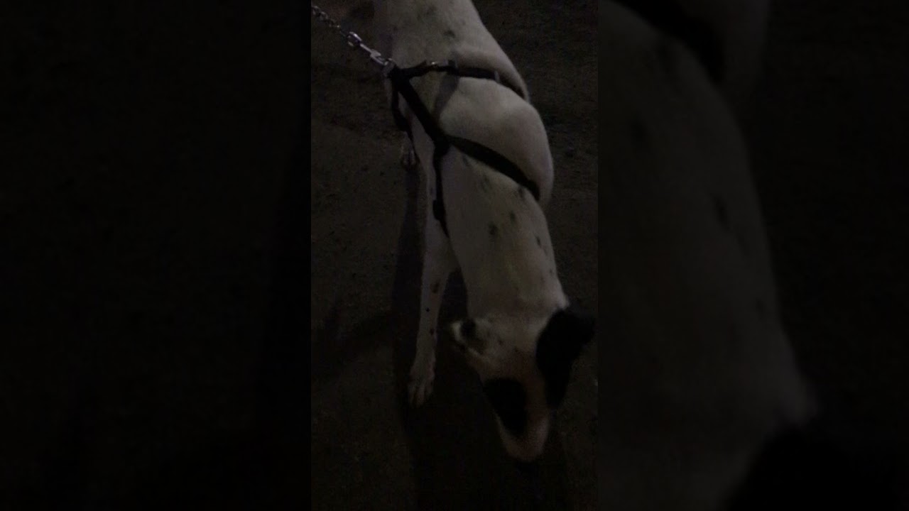 Amazing Dog at night on road walking