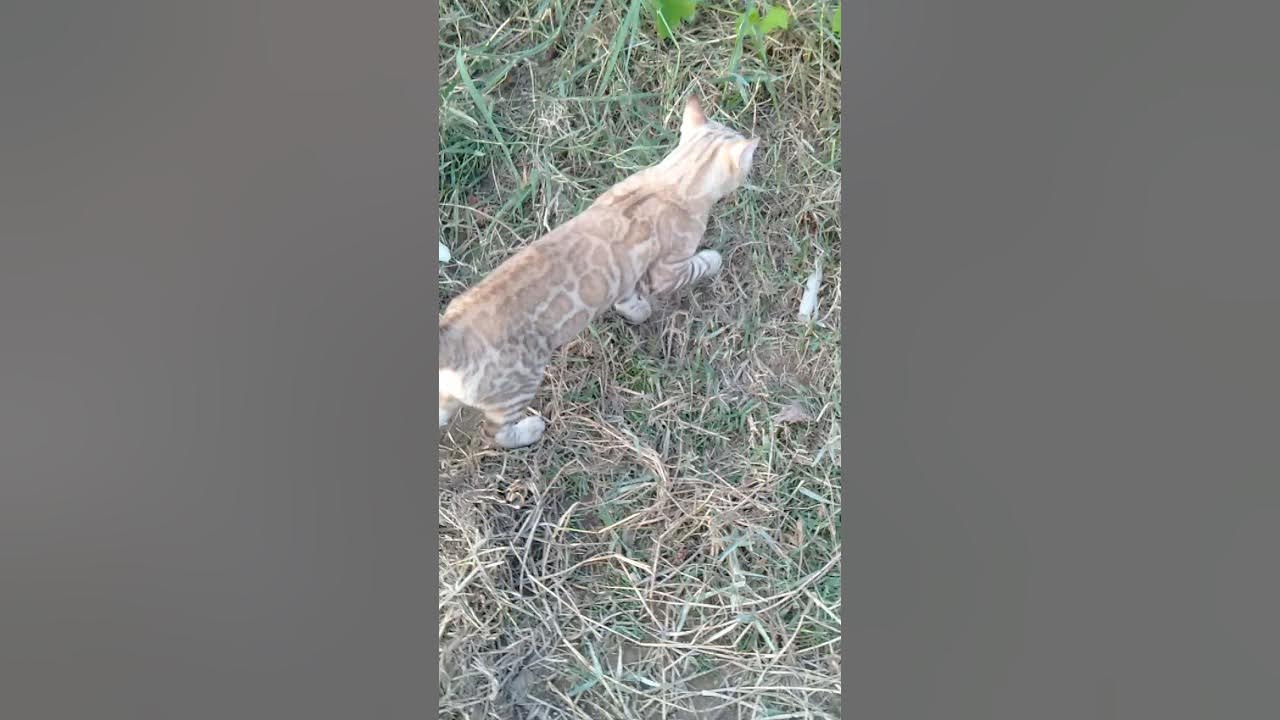 kucing Bengal snow - YouTube