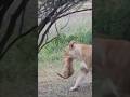 Lioness lifted her naughty cub #lion #shorts