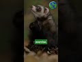 Why Ferrets Aren’t Ordinary Pets 🐾