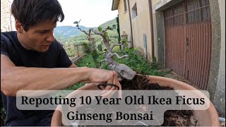 #2 What An Ikea Ficus Ginseng Bonsai Looks Like After 10 Years *Repotting*
