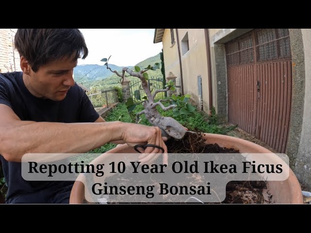 2 What An Ikea Ficus Ginseng Bonsai Looks Like After 10 Years *Repotting* -  YouTube