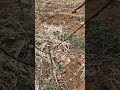 young cherry tree pruning for maximum growth #satisfying #pruning#farming #shortvideo