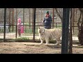 Раджа великолепный! Тайган Raja's white tiger is gorgeous! Taigan