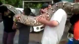 Ular sawa besar panjang 22 kaki berjaya ditangkap penduduk