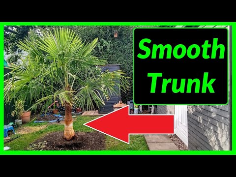 How to Fibre Strip a Trachycarpus Fortunei Palm Tree Trunk