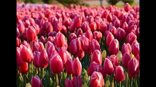 Tulip Fields in My Garden, Spring Flowers 🌷🌷🌷🌷 Relaxing Music for Calm, Stress Relief, Meditation screenshot 1