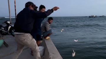 PHẦN 169.Cát Cần Thủ Câu Cá Ngát Đêm.Ăn Quá Đả Trại Cảng Đồn Sơn Hải 