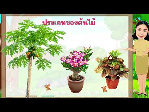 หน่วยต้นไม้ที่รัก ประเภท และการดูแลรักษาต้นไม้ ห้องเรียนครูแก้มบุ๋ม