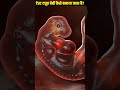 TEST TUBE BABY PROCESS #health #youtubeshorts #3danimation #baby #ivf #pregnancy