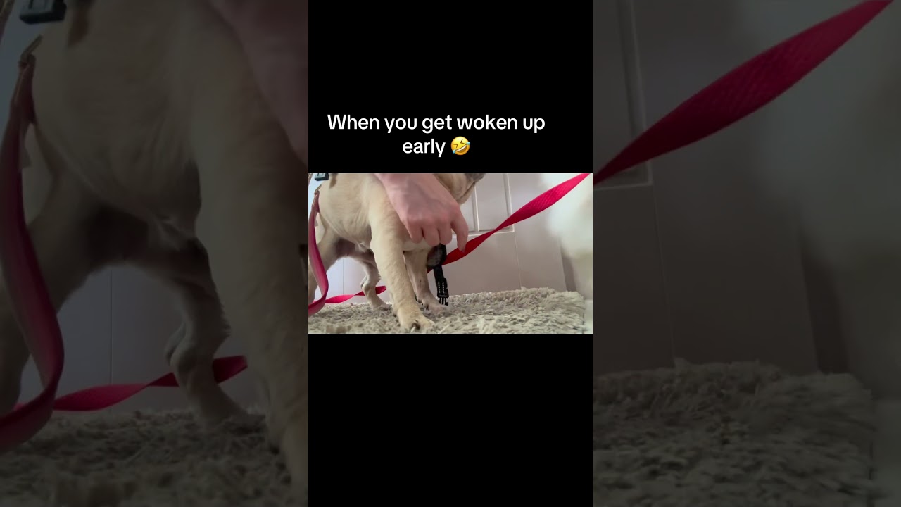 Pug life when you get woken from a nice dream 😂 