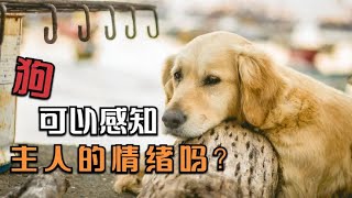 养狗知识：狗够可以感知主人的情绪变化吗？其实是这样的！