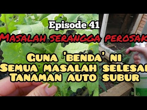 Video: Apakah Pelombong Daun Allium - Petua Merawat Pelombong Daun Allium