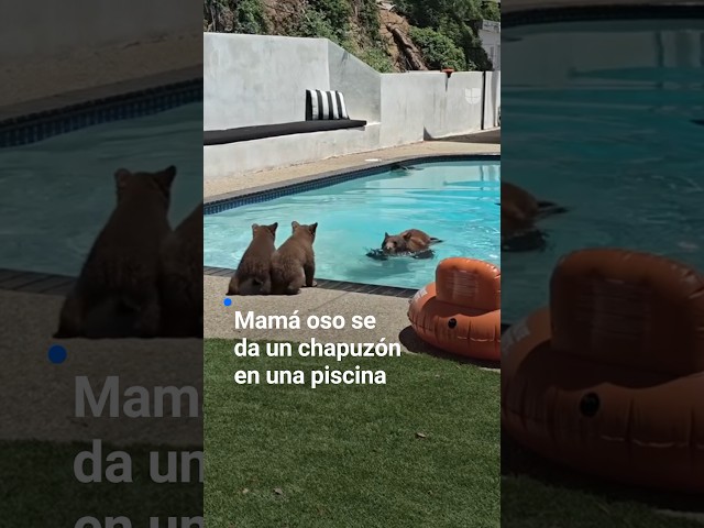 Mama oso se da un chapuzón en la piscina