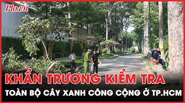 Rà soát toàn bộ cây xanh trên địa bàn TP.HCM sau sự cố ở Công viên Tao Đàn - PLO