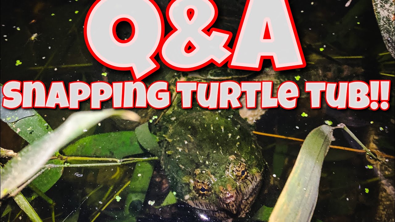 QandA: How to house a Florida snapping turtle, shell rot, and basking ...