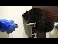 【３６５日〜猫動画】人間を酷く怖がる猫と一緒に暮らす為の準備！
