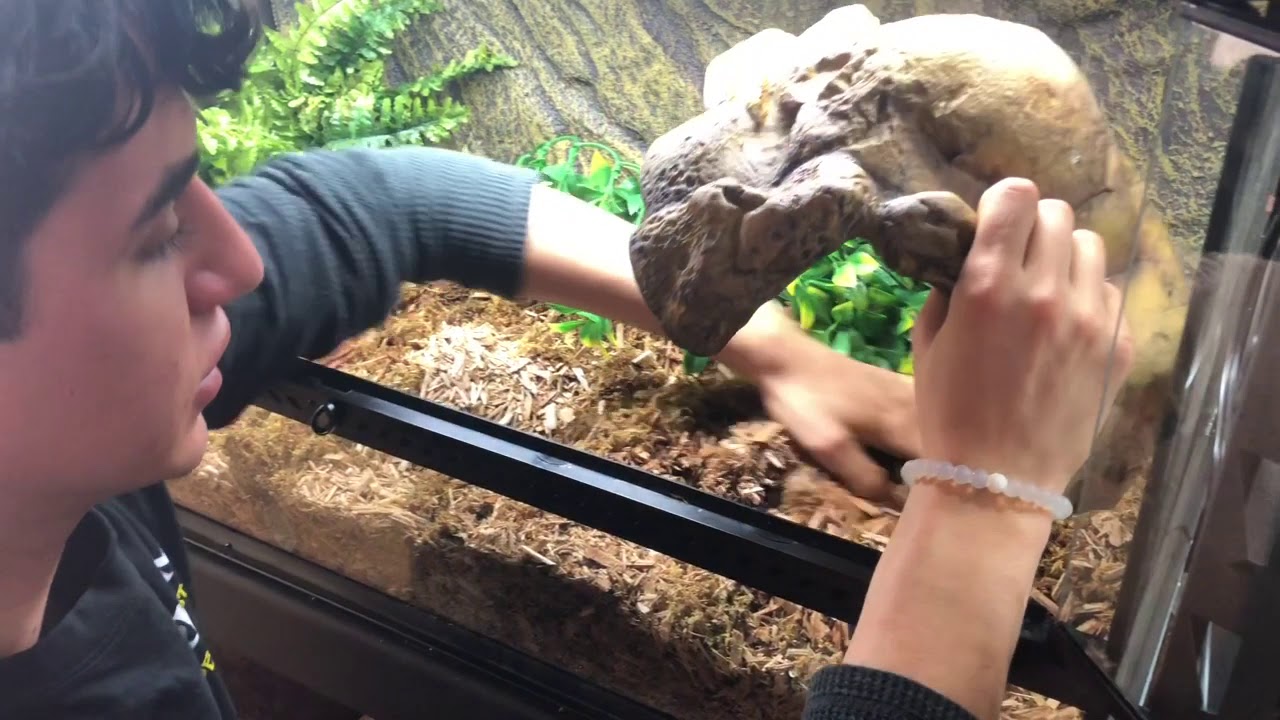 Touring The New Serpentarium Reptile Store! - YouTube
