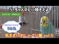 セキセイインコうみ丸の気ままにおしゃべり集vol.5 「うーちゃんのたい焼きだよ」　#セキセイインコかわいい 