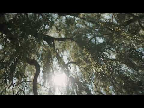 Sunlight Through the Branches: A Peaceful Nature Moment