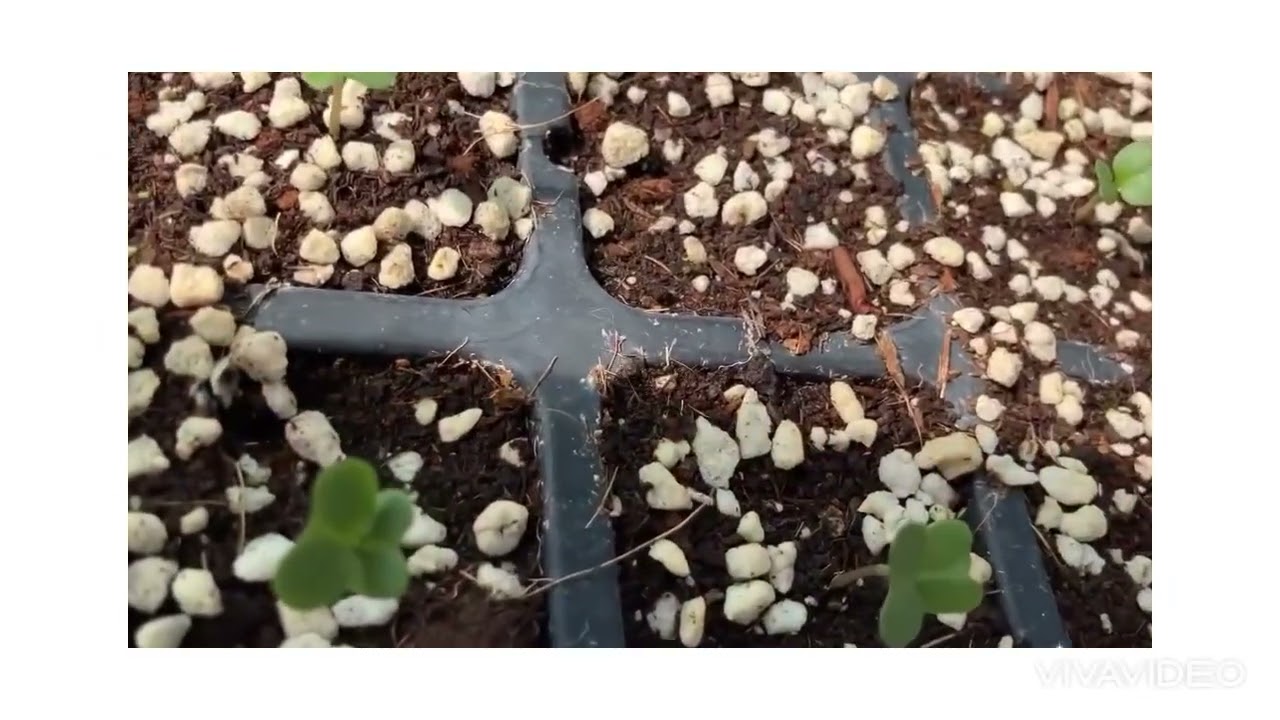 ブロッコリー栽培の始まり！