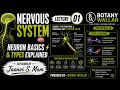 Nervous System Part-1 🧠 | Neuron Basics & Types Explained ⚡| Explained by Jaanvi S. Mam | Power - BW