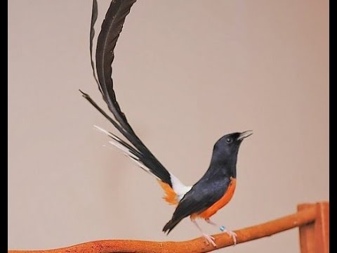 Murai Batu Murai 2017 Youtube