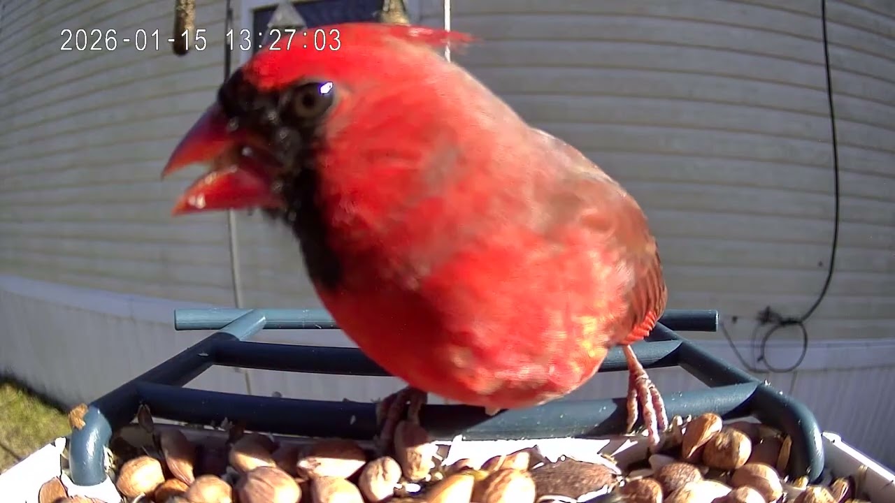 Cardinal of the day January 15th 2026