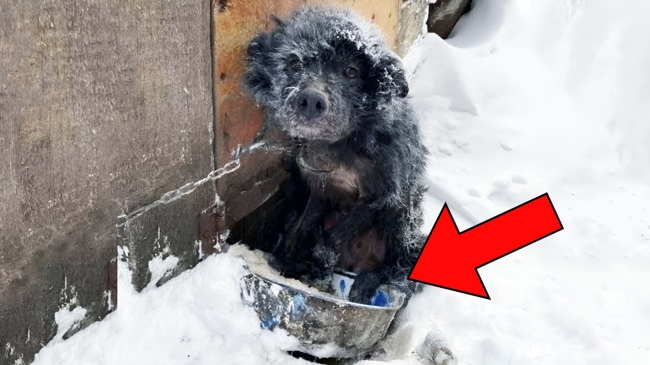 Man Spots Chained Dog In Freezing Cold, He Bursts Into Tears When ...
