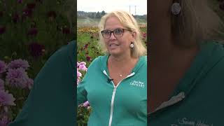Dahlia Festival returns at Swan Island Dahlias in Canby screenshot 3