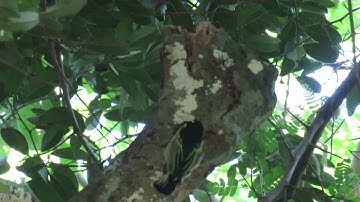 Yellow-rumped Tinkerbird making nest