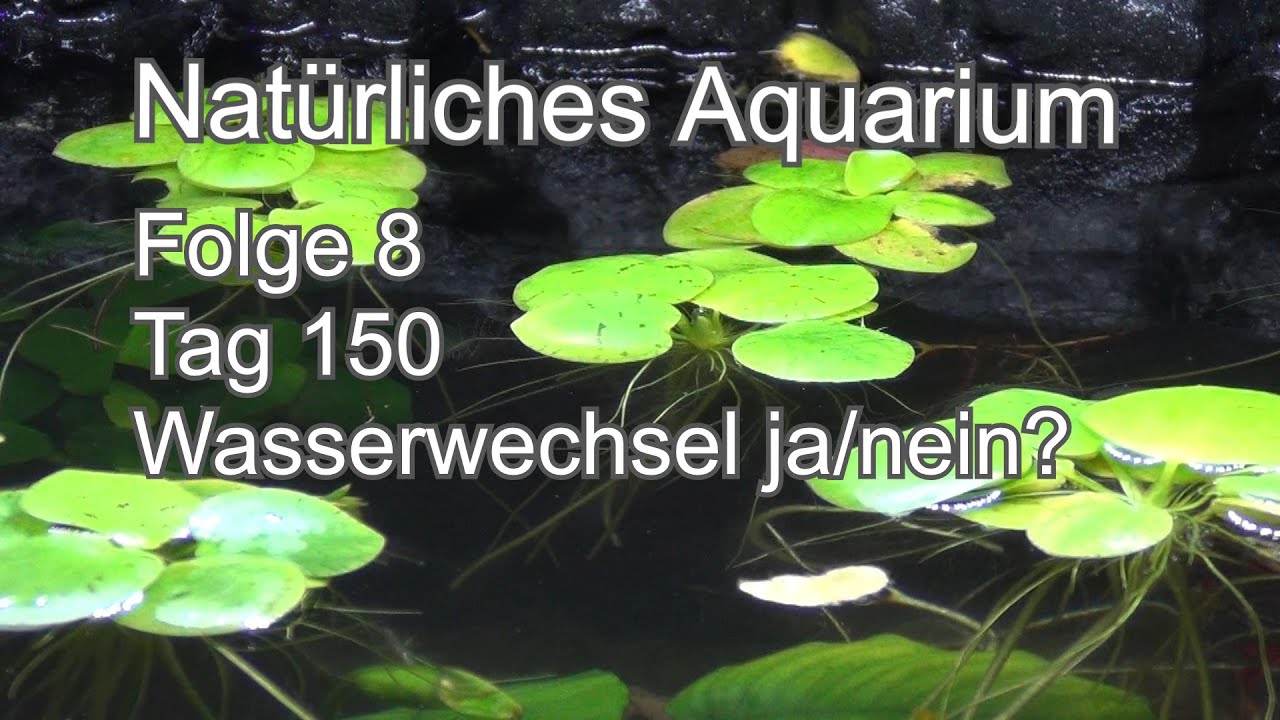 Natur Aquarium Folge 8 (Tag 150) kein Filter, kein CO2, YouTube