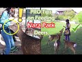 DEERS vs TOURISTS, Pro Tips on Bowing Deers - Nara Deer Park ⛩️ Japan Trip, Travel Vlog, Episode 13