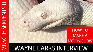 Famous WAYNE LARKS: HOW I MADE THE FIRST MOONGLOW CARPET PYTHON Wealth