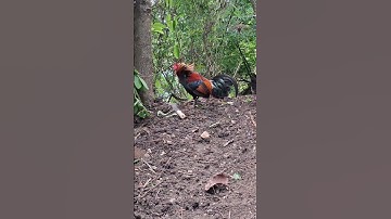 gà rừng mã đỏ.qaib qus daj liab zoo nkauj tiag tiag