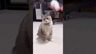 【選手権】皮じゃらしＶ�...