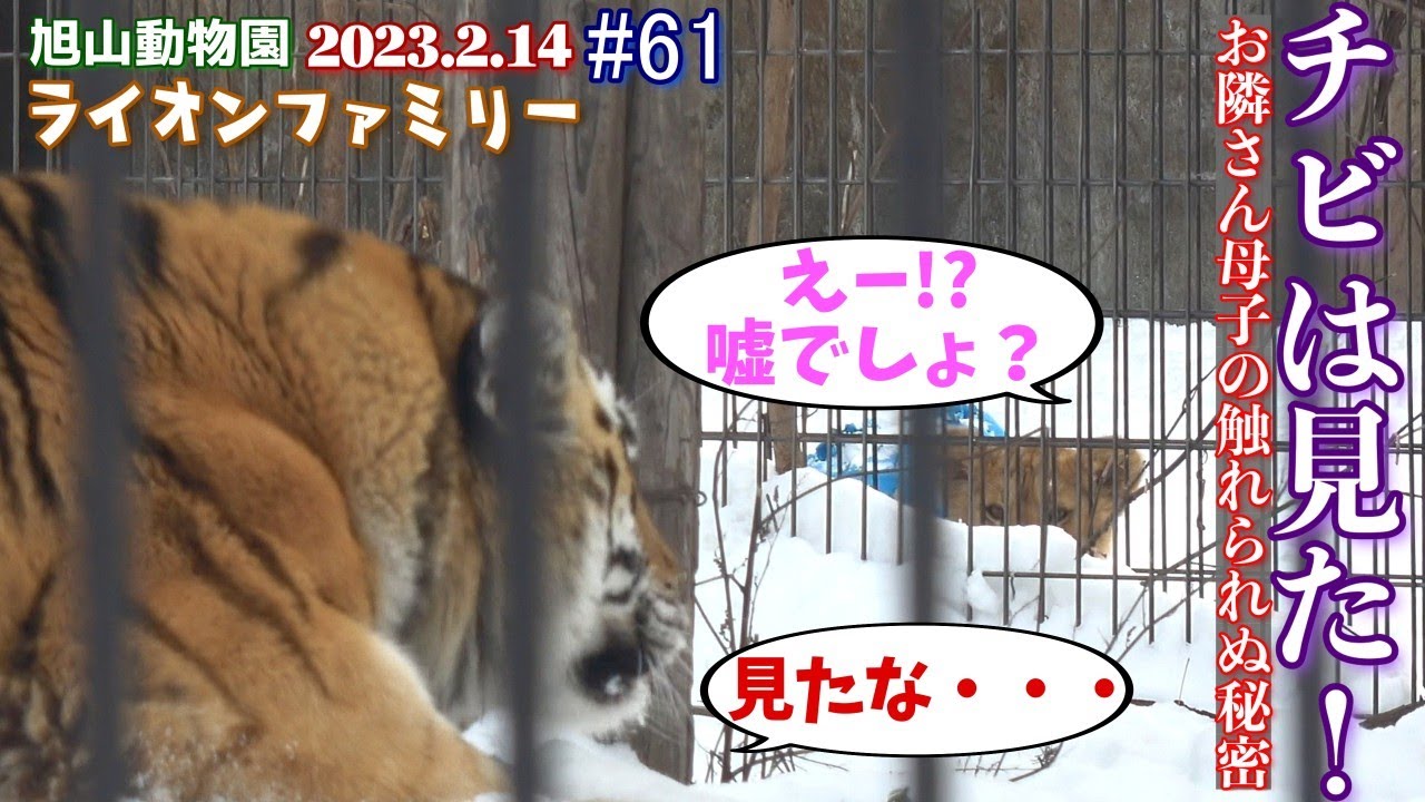 【チビは見た！！お隣さんの母と娘の「触れられぬ秘密？」を・・。無邪気に柵越しにお隣さんと戯れるチビ達。】オリトファミリー劇場#61【2023/2/14旭山動物園のライオン一家】