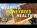 What we do to keep our bees growing