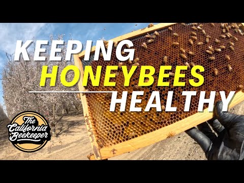 What we do to keep our bees growing.