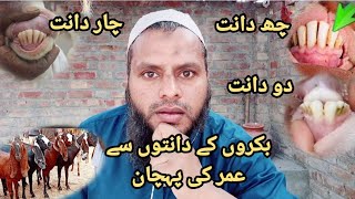 Goat Teeth Age Identification | بکری کے دانتوں سے عمر پہچاننے کا آسان طریقہ | qurbani wala bakra